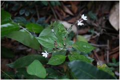 Pseuderanthemum malabaricum